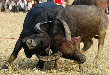 Buffalo Fighting Bihu