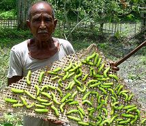 Muga Silk cultivation