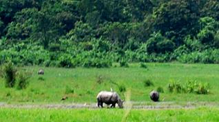 Rhinos in Kaziranga