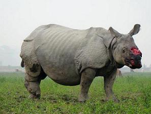 Rhinos in Kaziranga