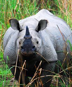 One Horned Rhino